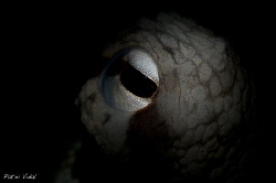 The eye of an Octopus vulgaris using a snoot. by Patxi Vidal 